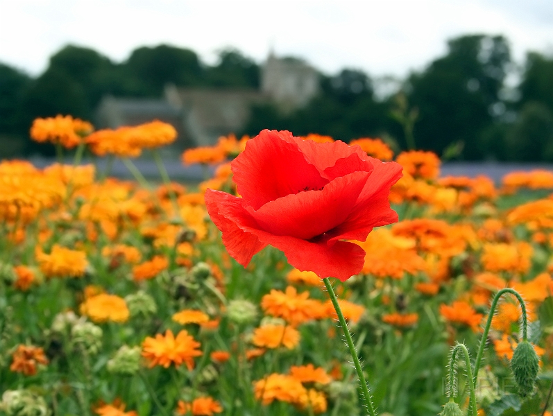 Sheldwich Church poppy.jpg